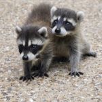 baby raccoon season