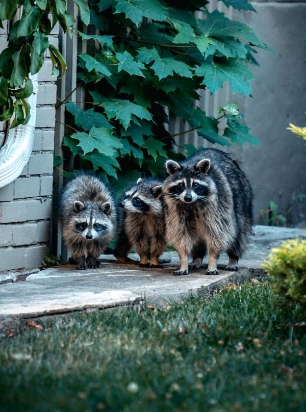 humane raccoon removal service