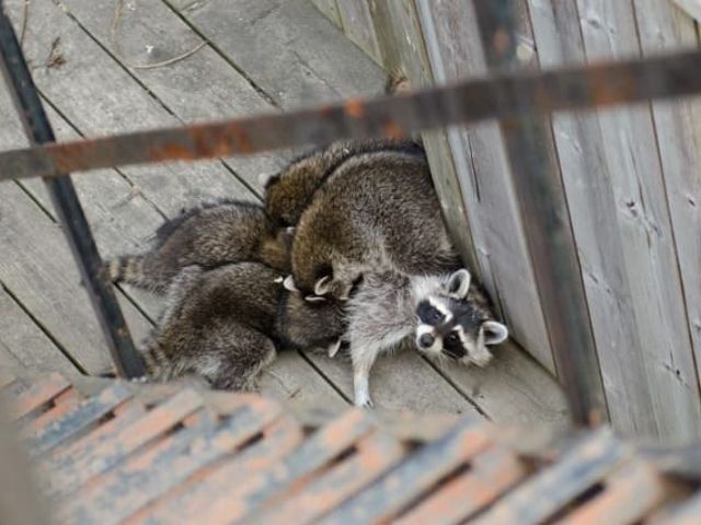 mother raccoon feeding baby raccoons