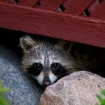 raccoon in attic