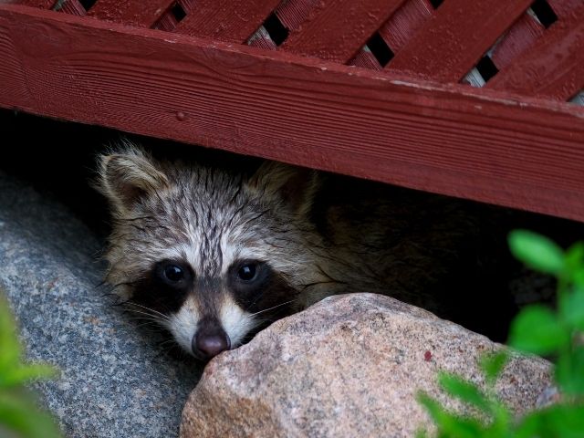 get rid of raccoon in your attic